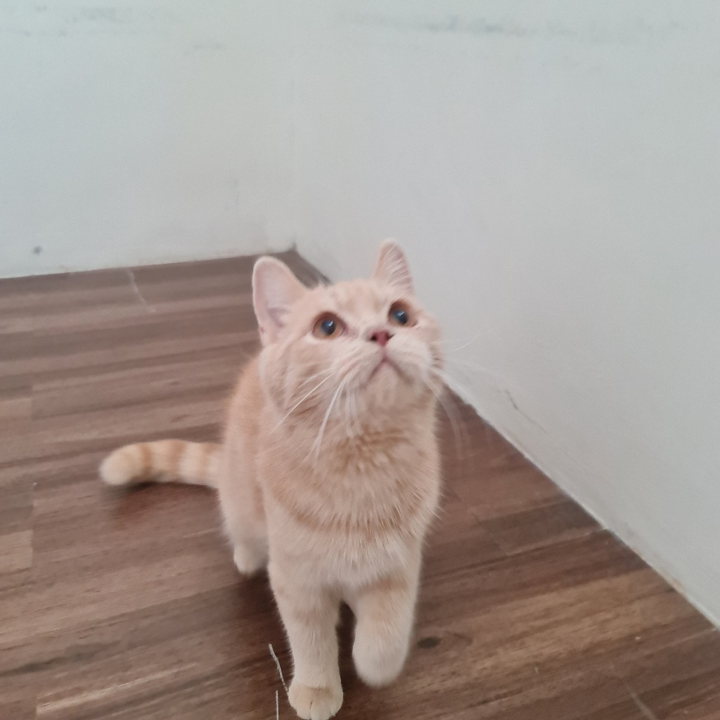 Kucing British Shorthair BSH (Tabby RED Golden Cream - LANGKA)