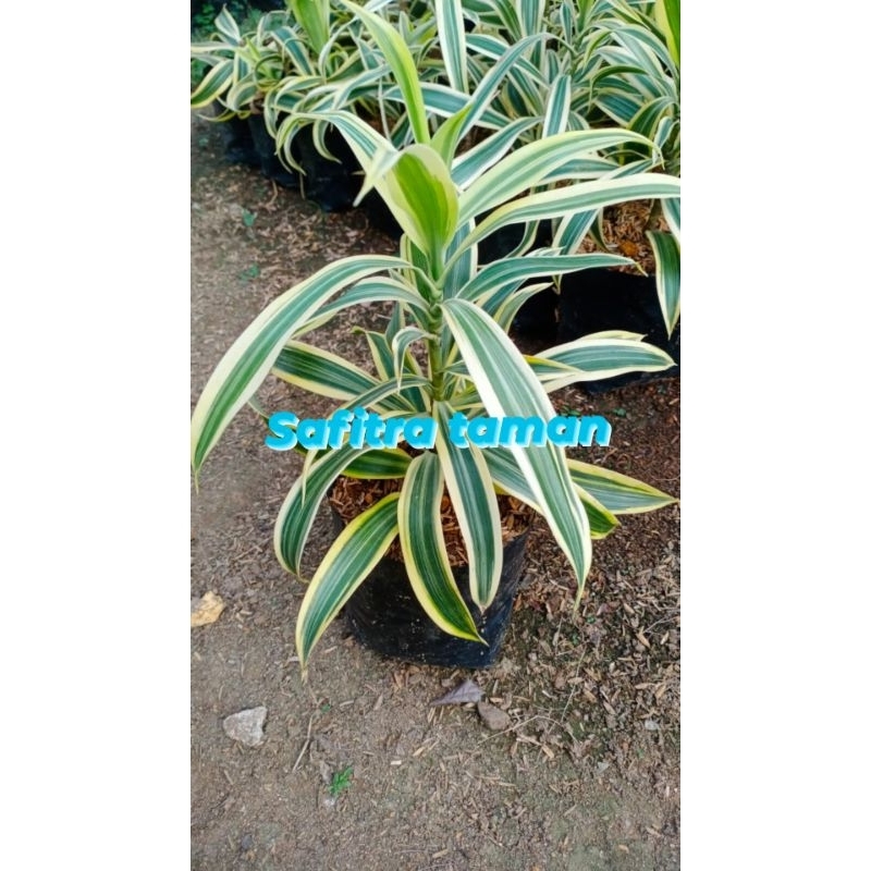 Tanaman hias dracanea song of India daun PENDEK/TanamanHidup/diluar ruang/DalamRuang
