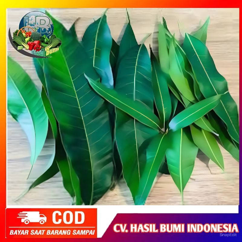 

Daun mangga hijau segar 100gram obat herbal alami