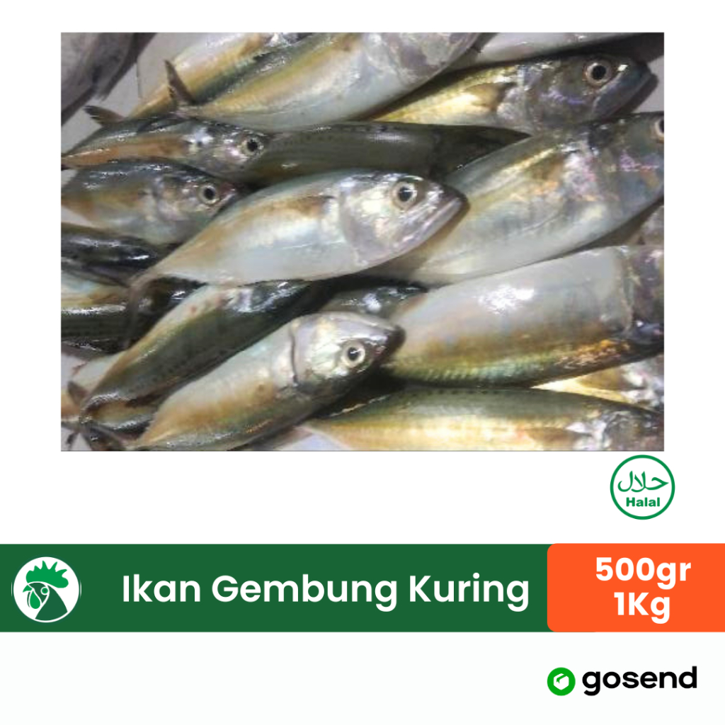 

Ikan Gembung Kuring Fresh Frozen | Ikan Kembung Aso