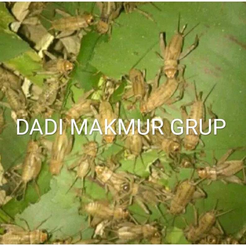 ART B95G DIJAMIN FRESHBKN TANDON TJ madu kunyit 5 onsgaransi kuning