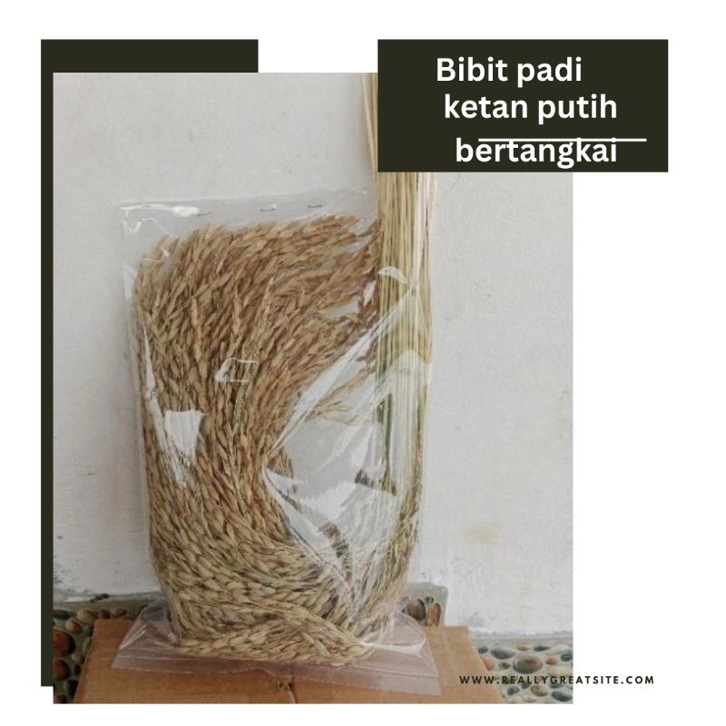 bibit padi ketan putih 50 tangkai/padi bertangkai/ padi ketan putih bertangkai