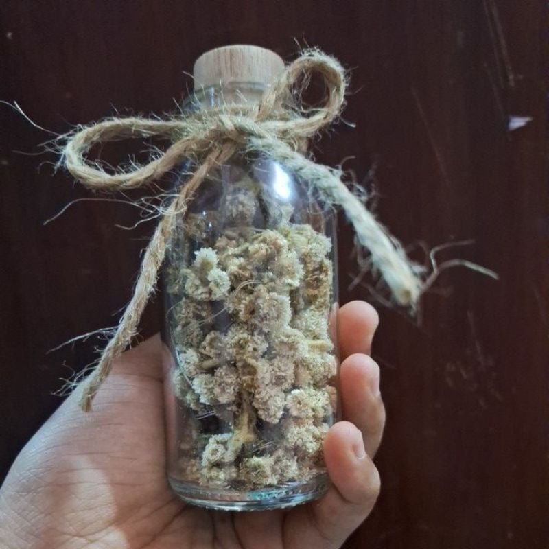 Edelweiss in Bottle | Bunga Kering Edelweis didalam botol