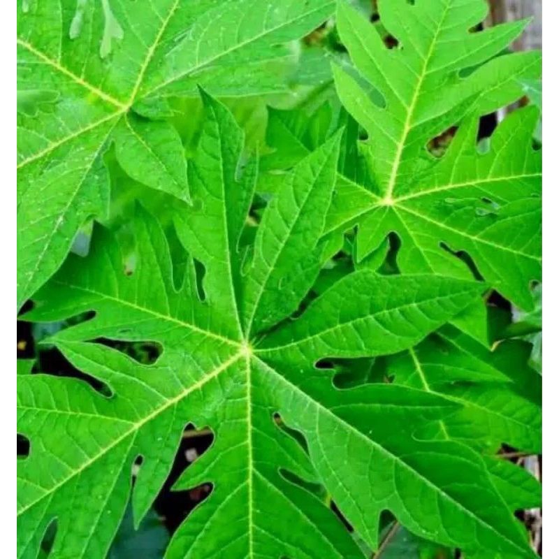 

Daun pepaya segar per 10 lembar