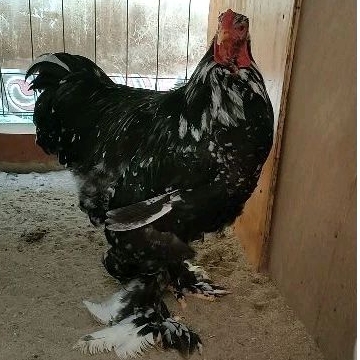 Ayam Brahma Black Mottled JANTAN