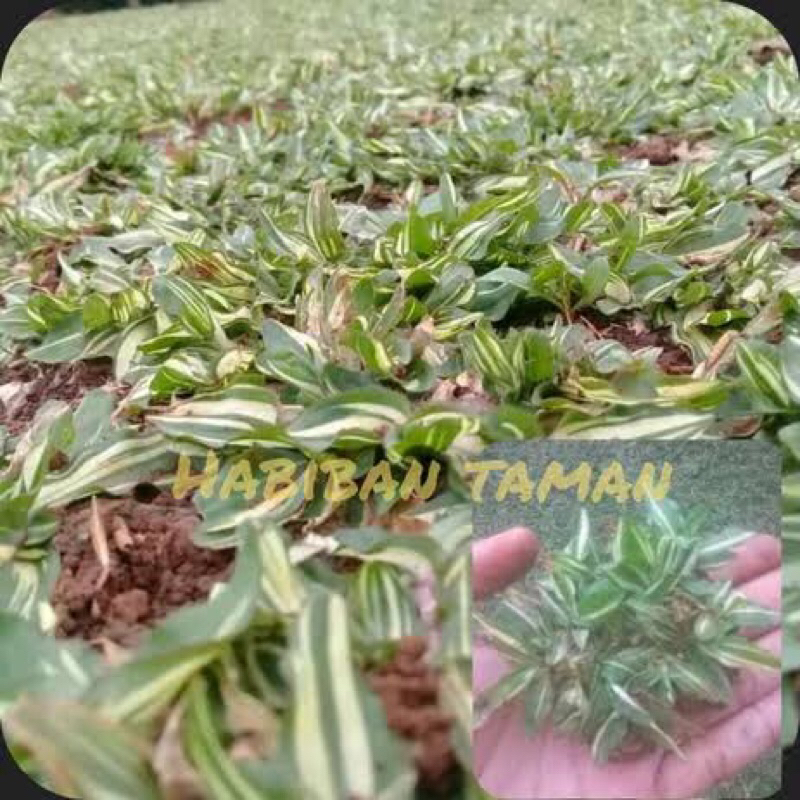 Rumput gajah mini varigata 1 meter persegi