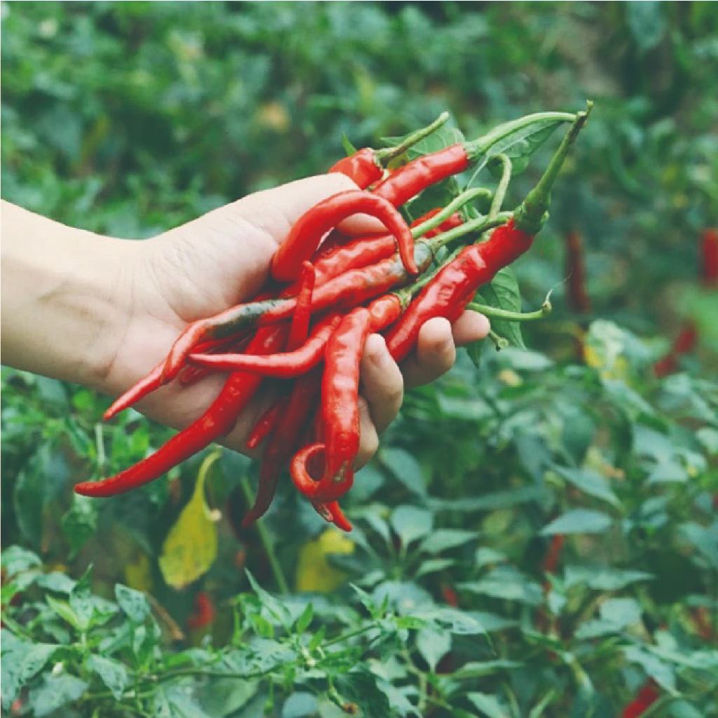 3 Packs Benih Cabe Rawit Bibit Sayuran Unggul Benih Cabe Rawit Hijau Bibit Cabe Rawit Hijau | Origin