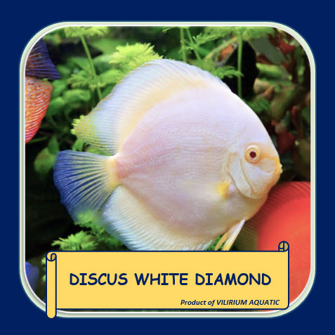 IKAN HIAS AIR TAWAR - DISCUS WHITE DIAMOND / DISCUS SNOW WHITE