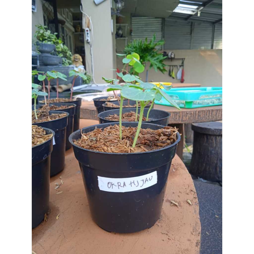 Tanaman Okra Hijau F1 Berkualitas | Pohon Okra Hijau F1