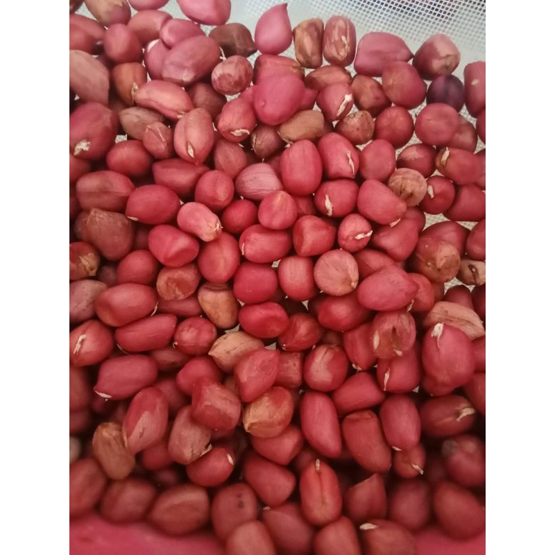 1 ons bibit kacang tanah merah. kacang tanah merah