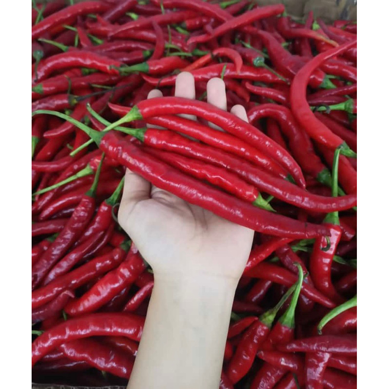 

cabe merah tw