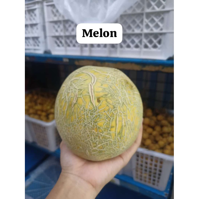 

buah melon