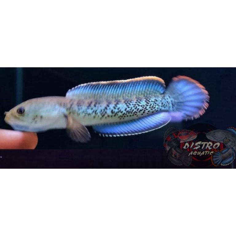 KODE N44I  COD  STEWARTII FULL PELET FULLDOT RAPET GRADE A