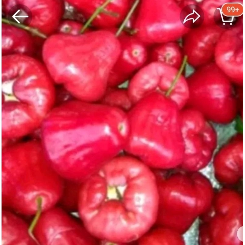

Jambu Air Rujak 1kg