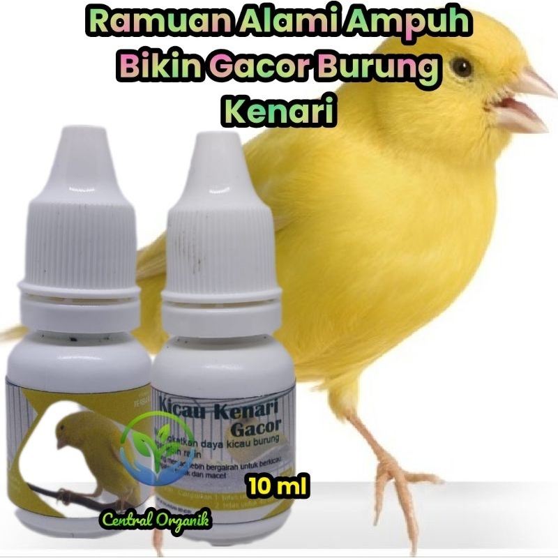 Obat Kenari Ngorok Serak dan Cepat Gacor
