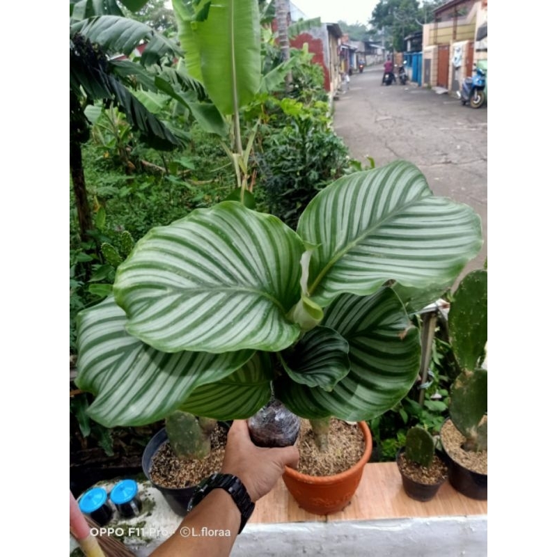 Tanaman Hias Calathea Orbifolia / Bunga Calathea Orbifolia/ Pohon Calathea Orbifolia