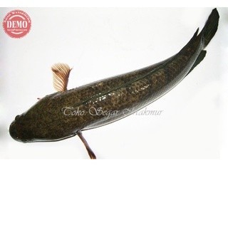 

Ikan Gabus Hidup Ikan Gabus Segar Ikan Gabus 1Kg