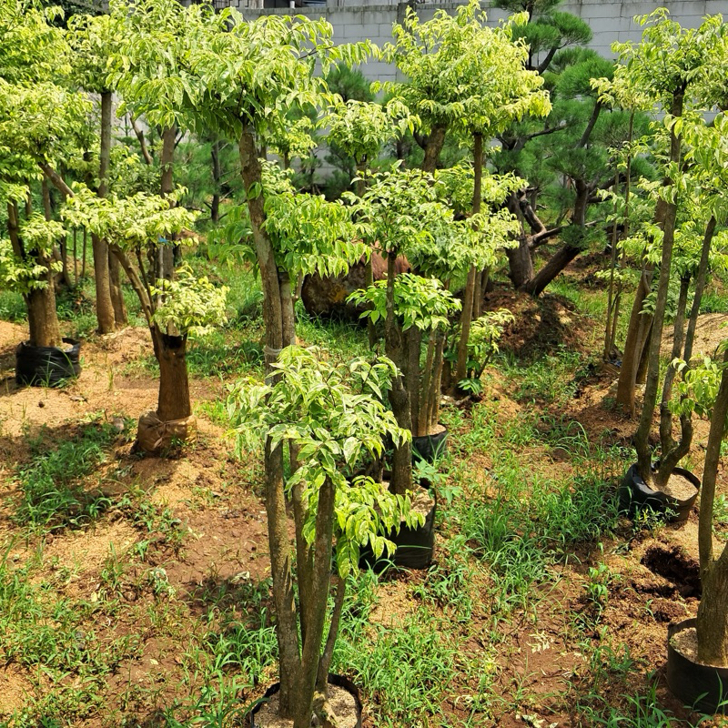 tanaman bonsai anting putri tinggi 1-1,5 meter bonsai taman pengiriman instan dan cargo