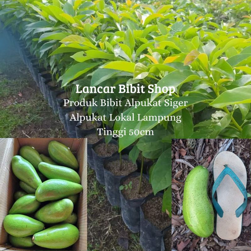 Bibit Alpukat Siger Sibatu 50cm