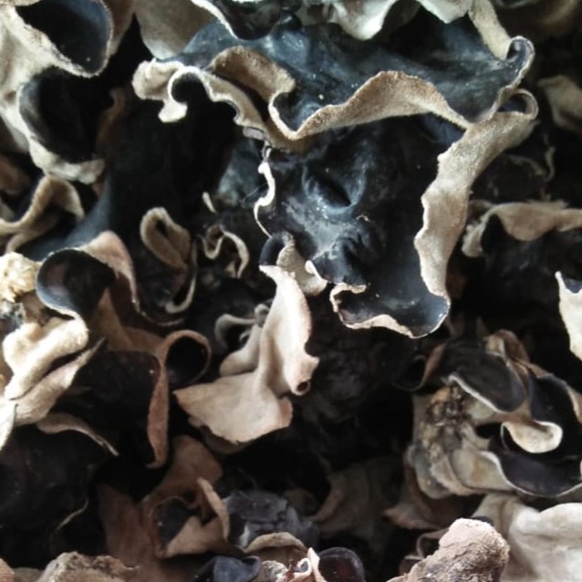 

Super Hits Jamur Kuping Kering 1 kg Grade A Super Jamur Hitam Kering 1 KG Sortir