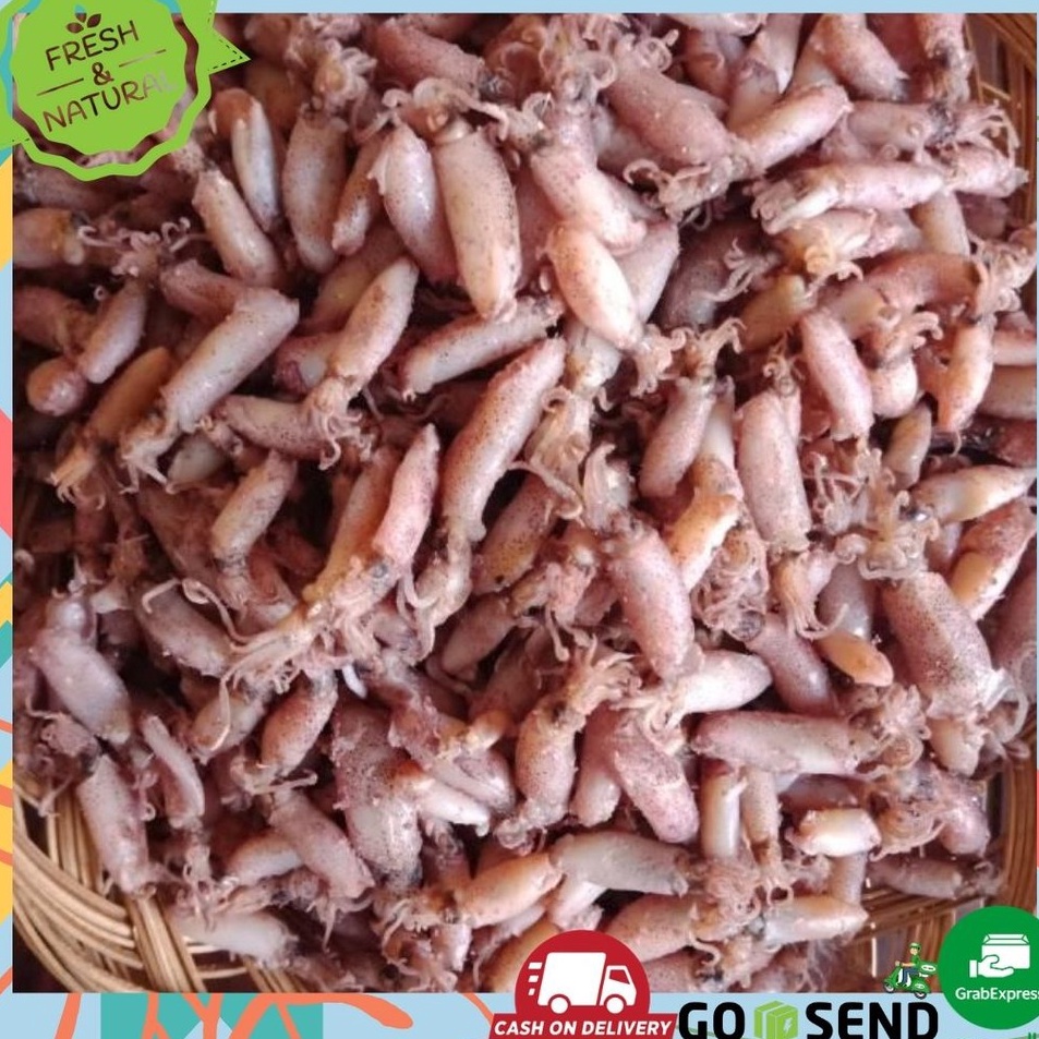 

Baru BABY CUMI CUMI KERING ASIN 1 KG 24cm FRESH