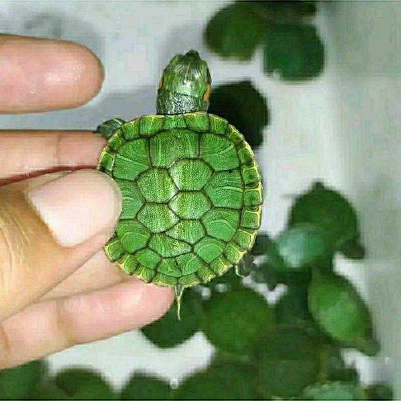 KODE H94H DEKORASI AQUARIUM kurakura brazil wajib video unboxing