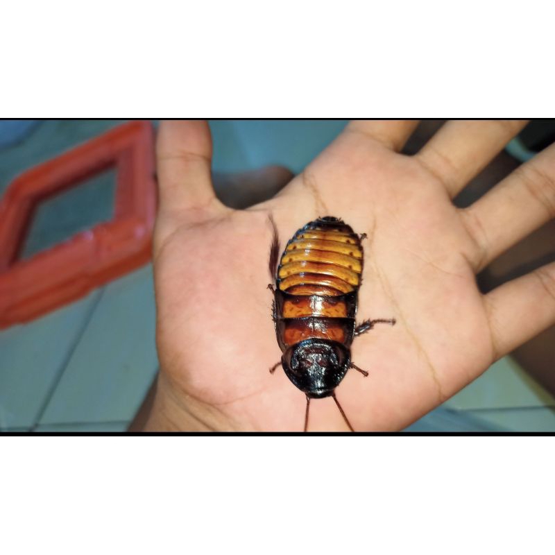 induk an kecoa madagaskar