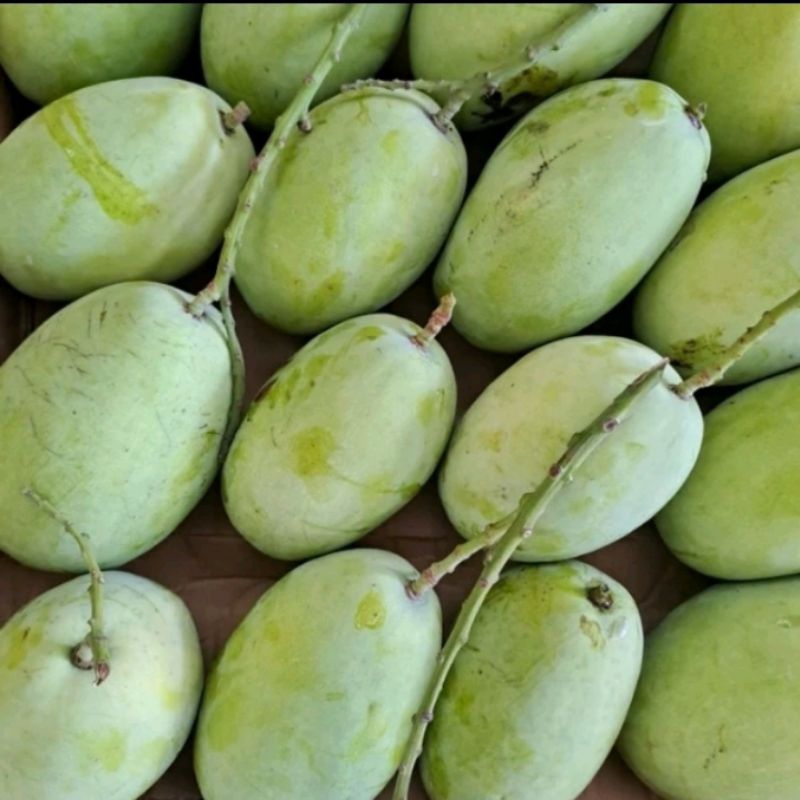 mangga muda mentah kecut 1kg