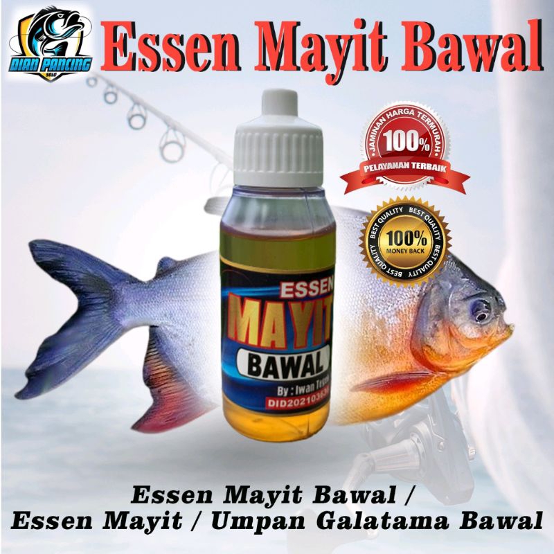 Essen Mayit Bawal / Essen Mayit / Umpan Galatama Bawal-477