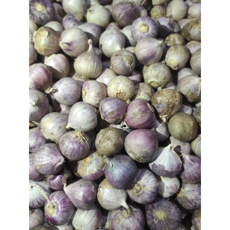 

1 kg bawang putih tunggal premium