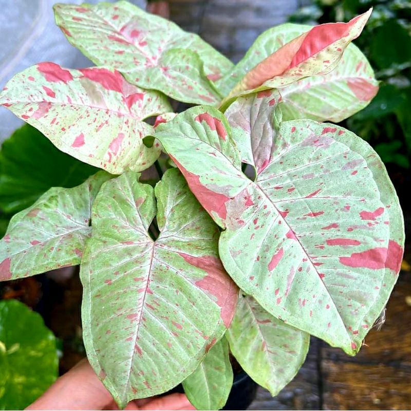 Syngonium Milk Confetti