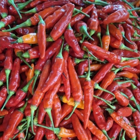 

Cabe Rawit Merah 100gr - 500gr
