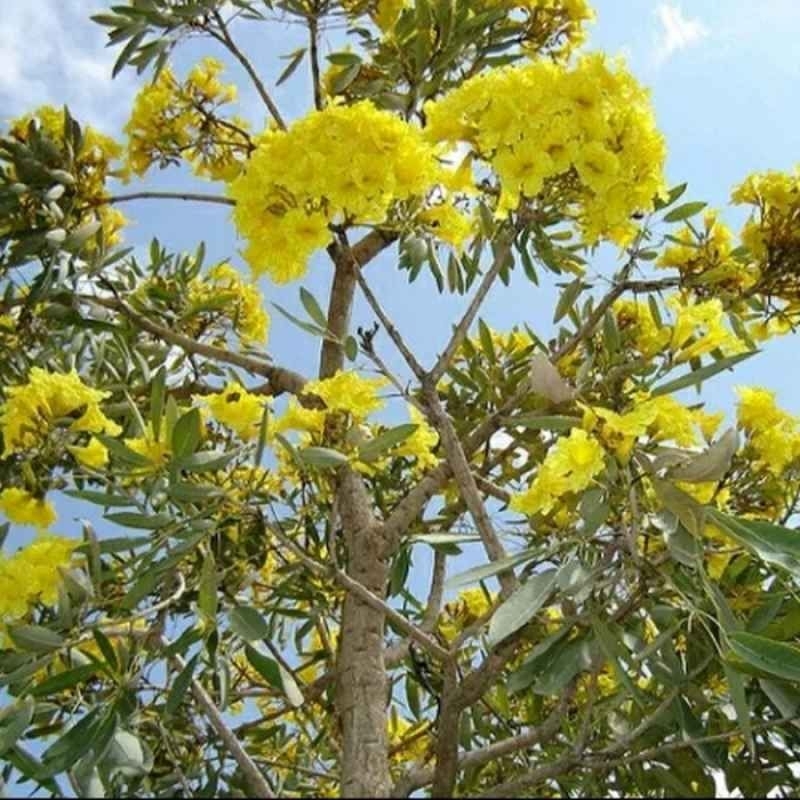 Pohon tabebuya bunga kuning tinggi 2 meter // Tanaman Hias Tabebuya bunga kuning Tinggi 2,5 Meter //