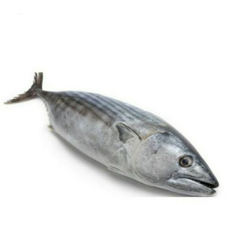 

ikan tongkol segar 500gr