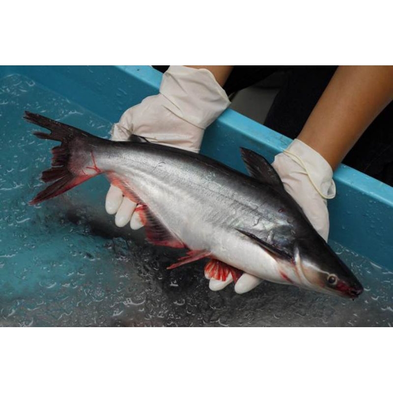 

ikan patin -+1,3kg