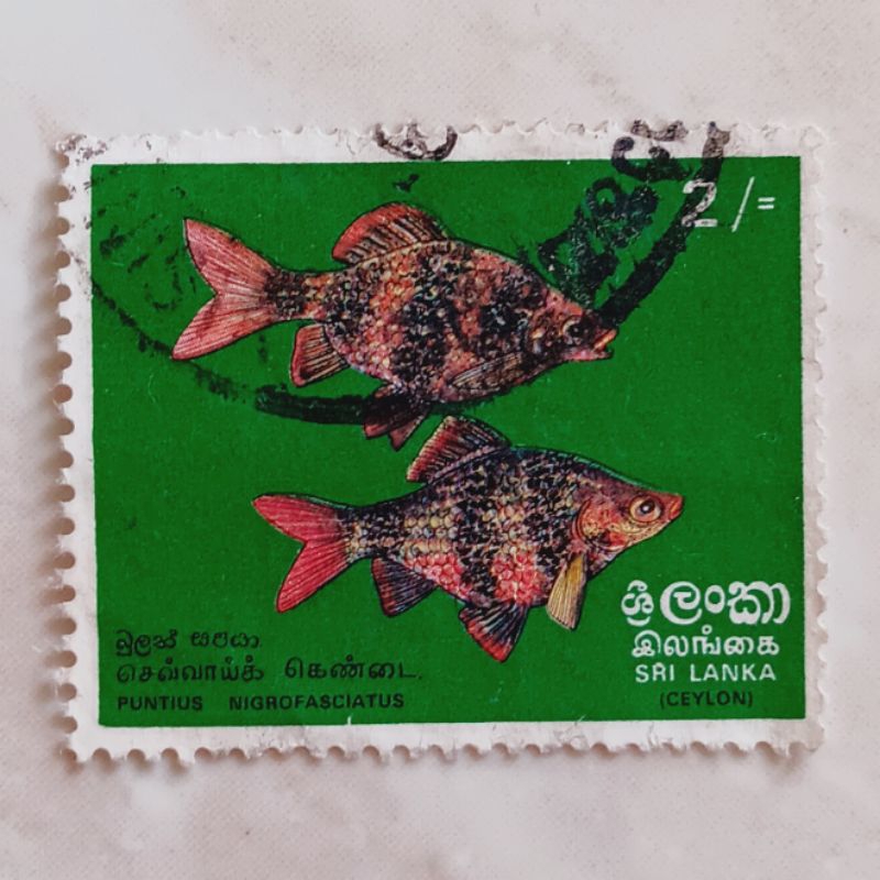 

(AD) Perangko Sri Lanka 1972 Fish (1972) - Black Ruby Barb (Puntius nigrofasciatus) 2 rupee Used