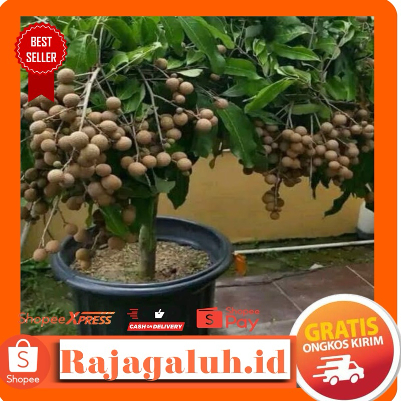 Bibit Kelengkeng Diamond River BERBUNGA 1 meter up