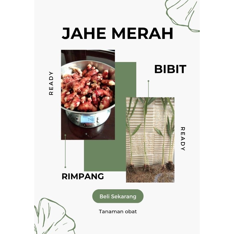 

Jahe merah