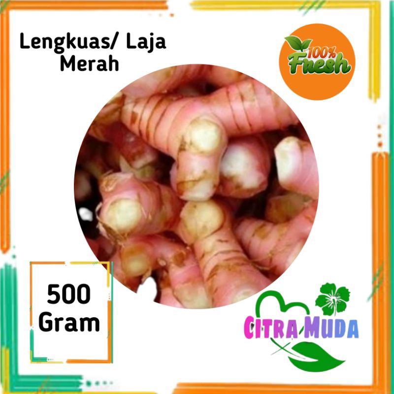 

Lengkuas Segar/500gram organik unggul