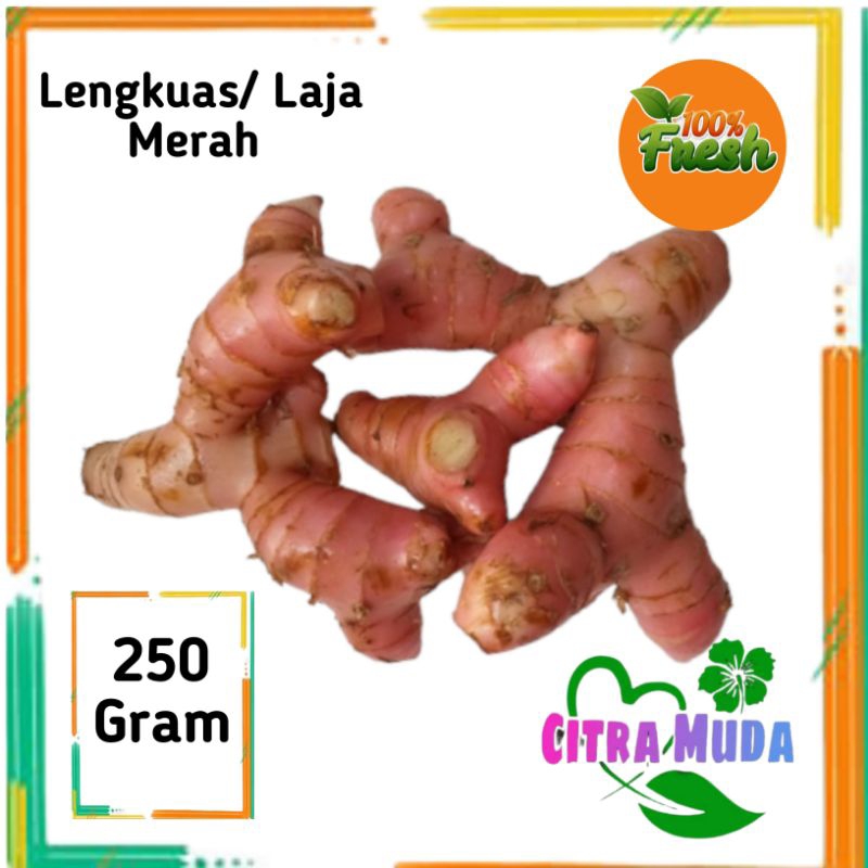 

Lengkuas/Laja segar 250 gram Organik