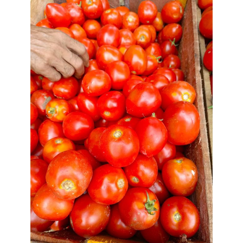 

tomat segar 500 gr