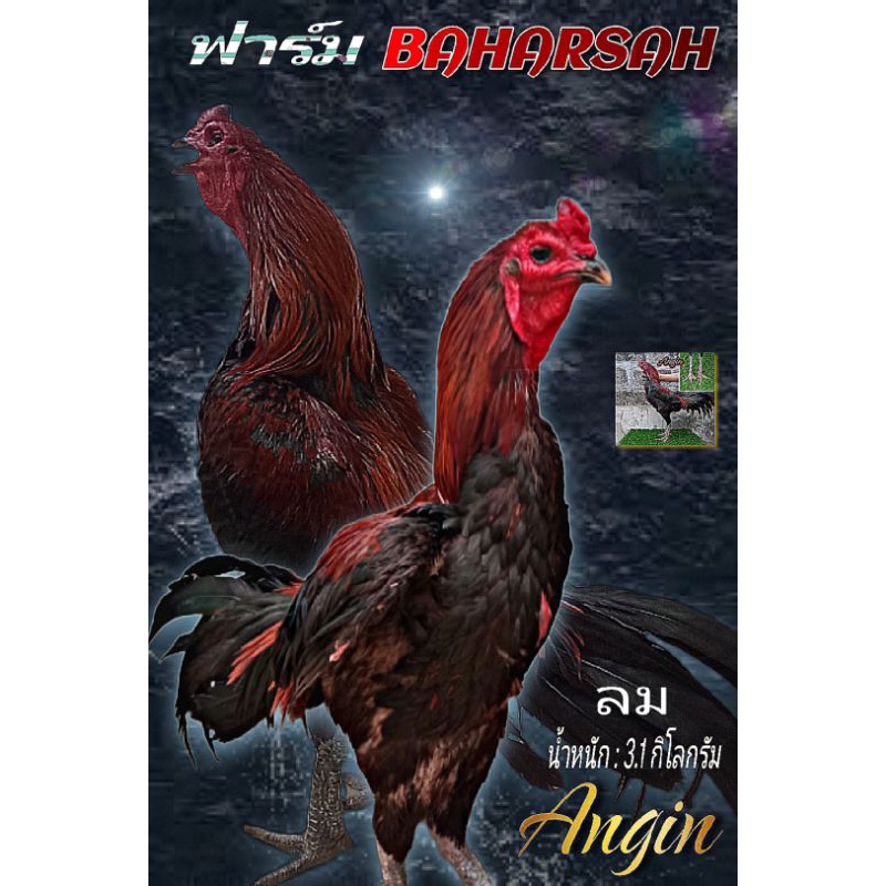 Telur ayam mangon super pacekan anakan import