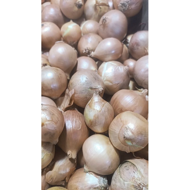 

Bawang Bombay Bombai Pontianak