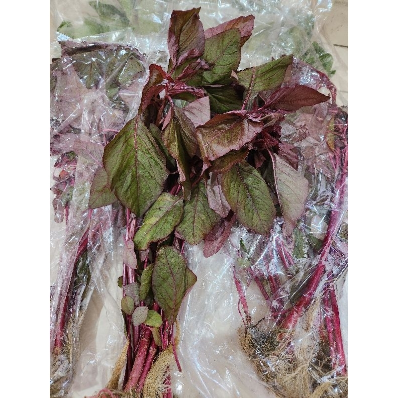 

Bayam Hijau Hidroponik