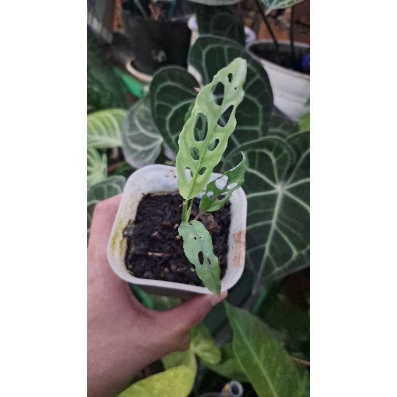 Monstera Obliqua Peru