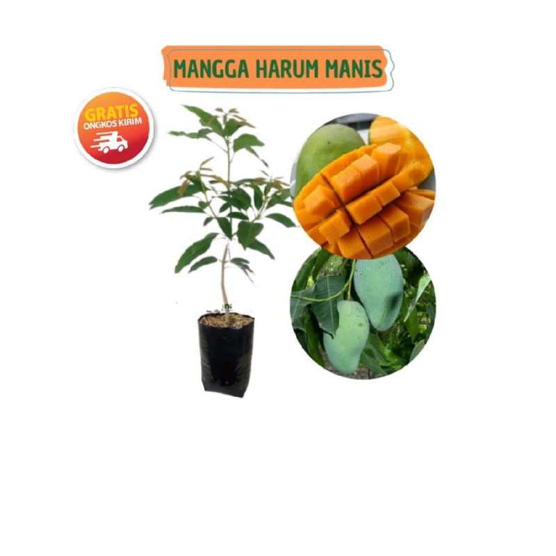 bibit mangga harum manis dan madu kualitas super premium