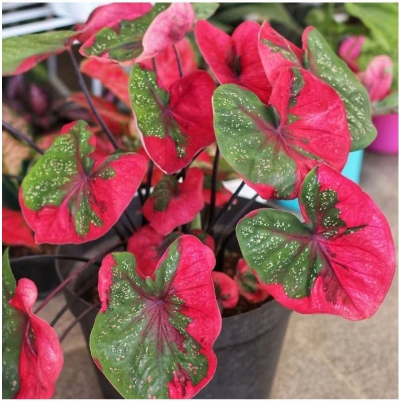 KELADI/CALADIUM BARET MERAH/KELADI PATAH HATI