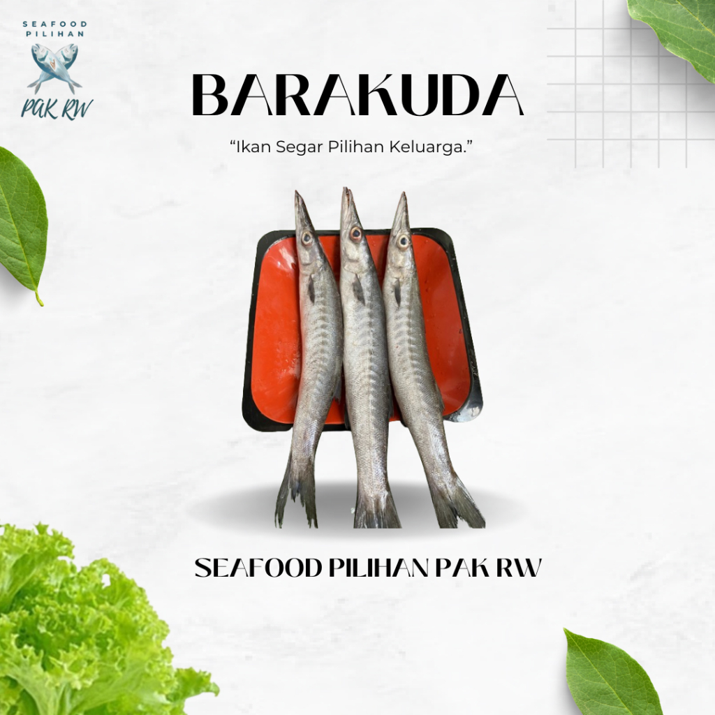 

Ikan Barakuda