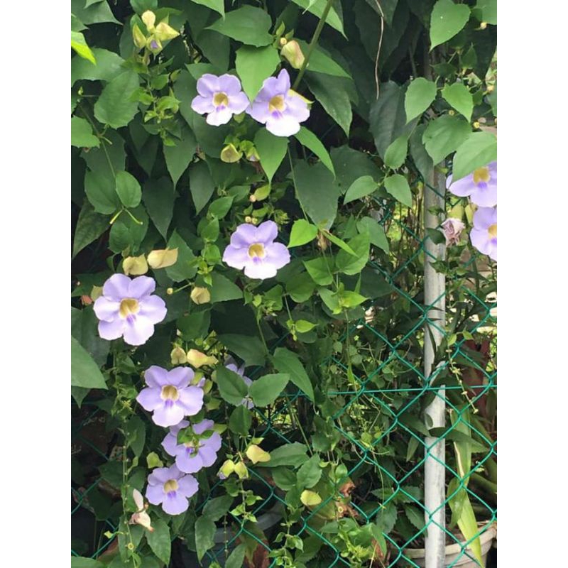 Tanaman Hias Rambat Thunbergia Bunga Ungu / Tanaman Hias Rambat Thumbergia Bunga