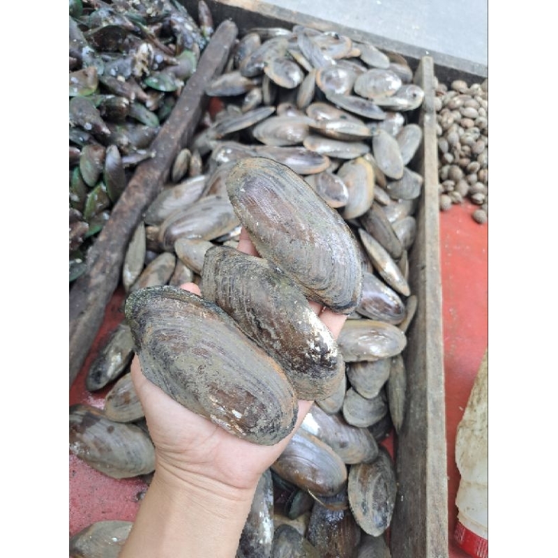 KIJING HIDUP 1KG